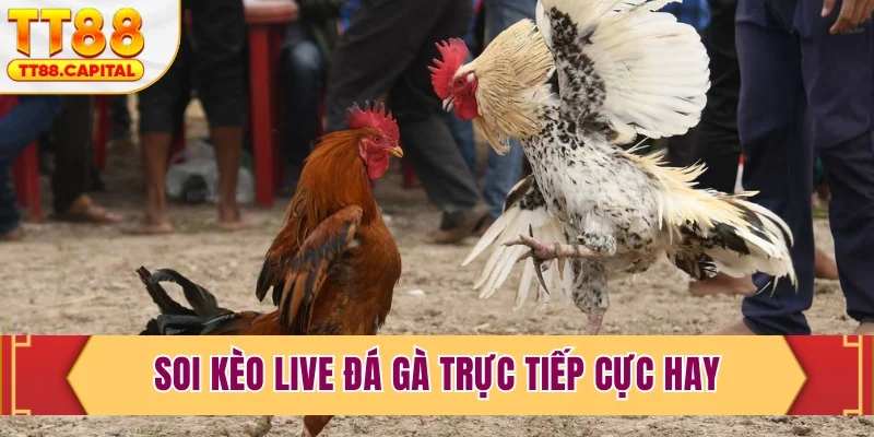 Soi kèo live đá gà trực tiếp cực hay